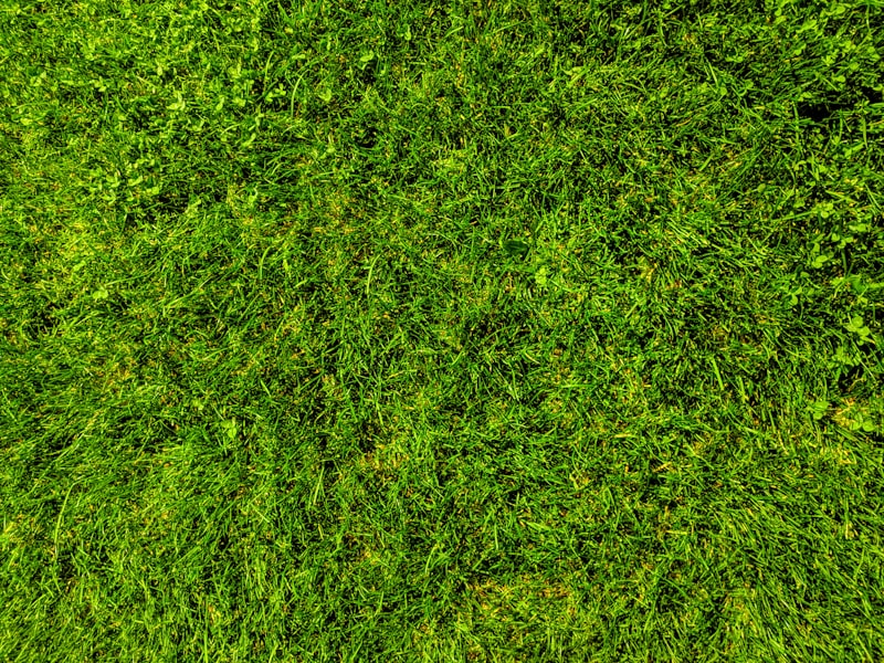 A healthy, uniform green lawn free of pests.
