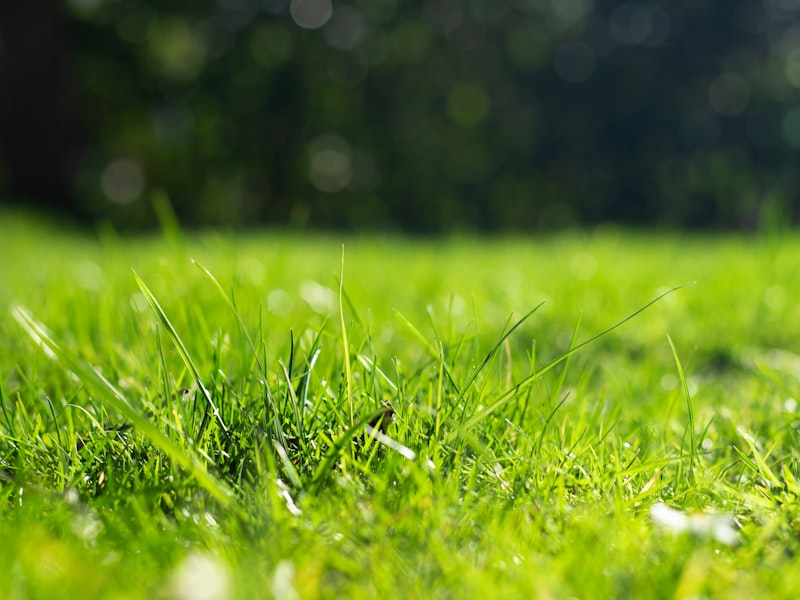 A well-established grassy landscape with mature trees, healthy from strong roots.